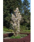 Сакура дрібнопильчаста Аманогава | Сакура мелкопильчатая Аманогава | Prunus serrulata Amanogawa