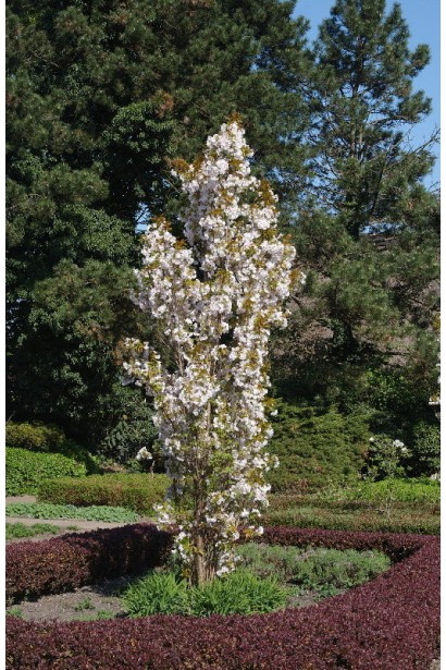 Сакура мелкопильчатая Аманогава – узкая колоннообразная форма