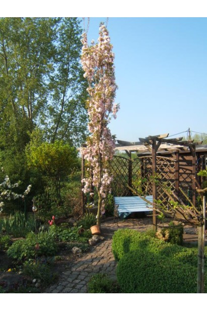 Сакура мелкопильчатая Аманогава – цветущий вертикальный силуэт