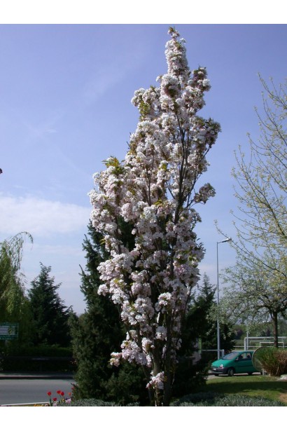 Prunus Amanogawa – вертикальный декоративный акцент
