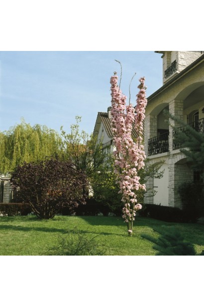 Prunus serrulata Amanogawa – розовое весеннее украшение