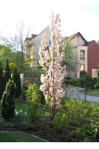 Prunus Amanogawa – великолепное украшение ландшафта