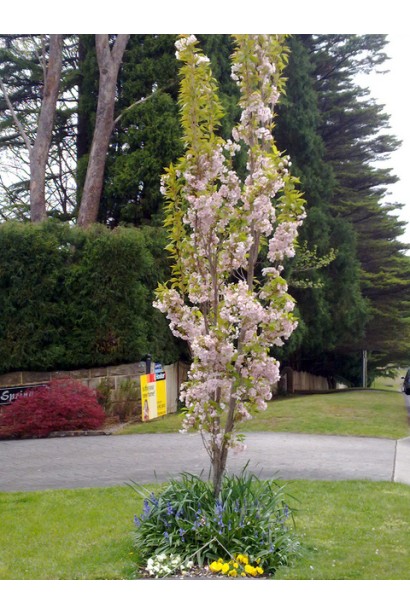 Prunus serrulata Amanogawa