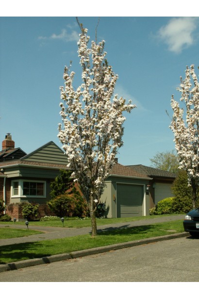 Сакура мелкопильчатая Аманогава – узкая крона для просторов