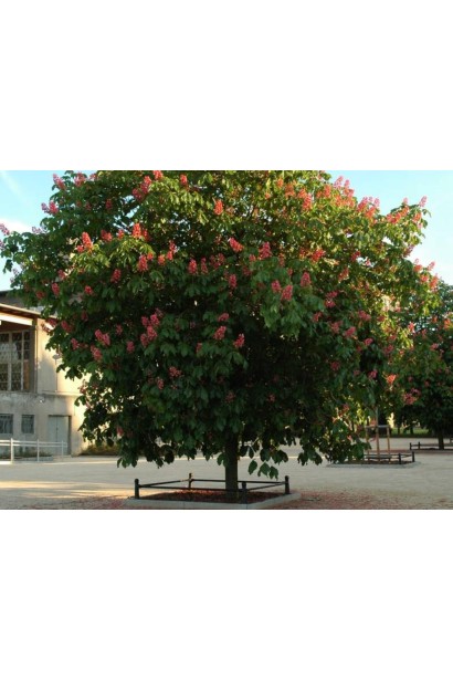 Гіркокаштан Бріоті дерево з округлою кроною