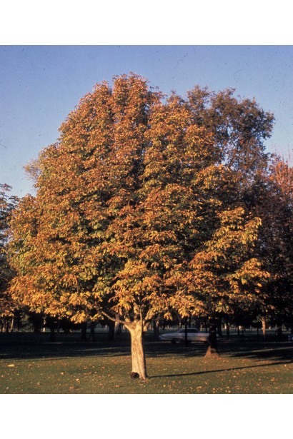 Гіркокаштан криваво-м’ясний Бріоті восени