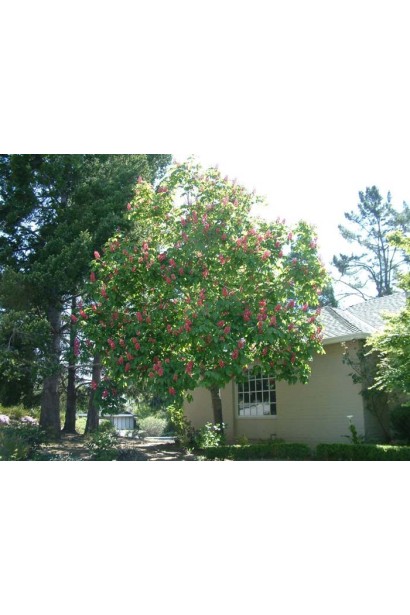 Гіркокаштан Бріоті в саду