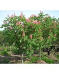 Каштан конский розовый Бриоти | Каштан кінський рожевий Бріоті | Aesculus carnea Briotii
