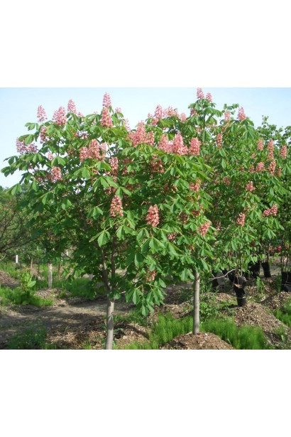 Гіркокаштан криваво-м’ясний Бріоті