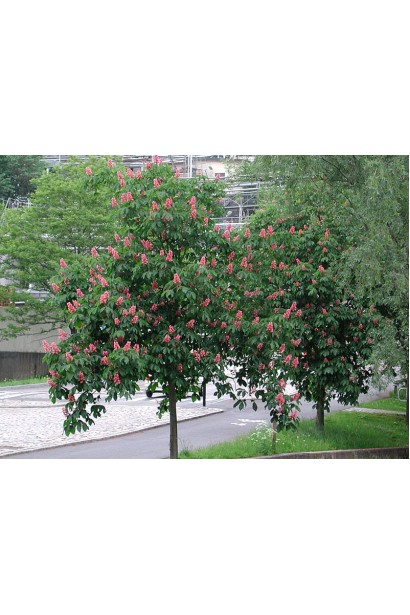 Гіркокаштан криваво-м’ясний Briotii