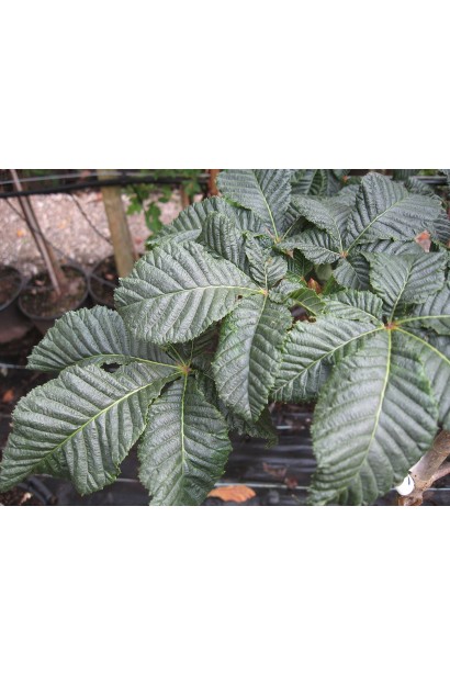 Темно-зелене п’ятилопатеве листя гіркокаштану Бріоті