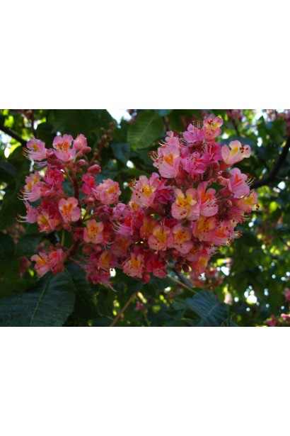 Яскраво-рожеві квіти каштану Бріоті з жовтою плямою всередині