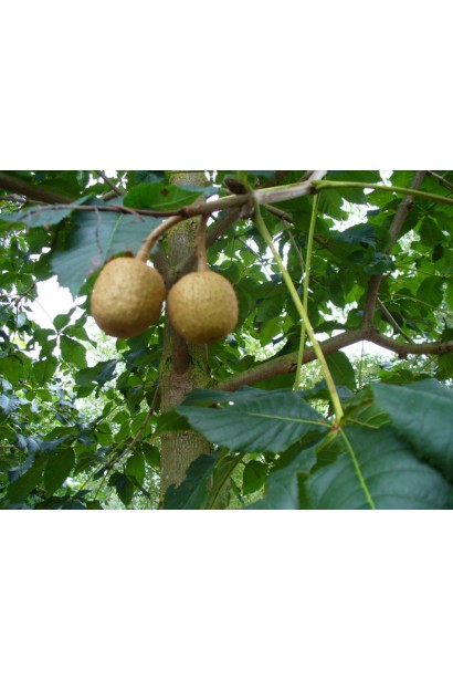 Гіркокаштан Бріоті плоди