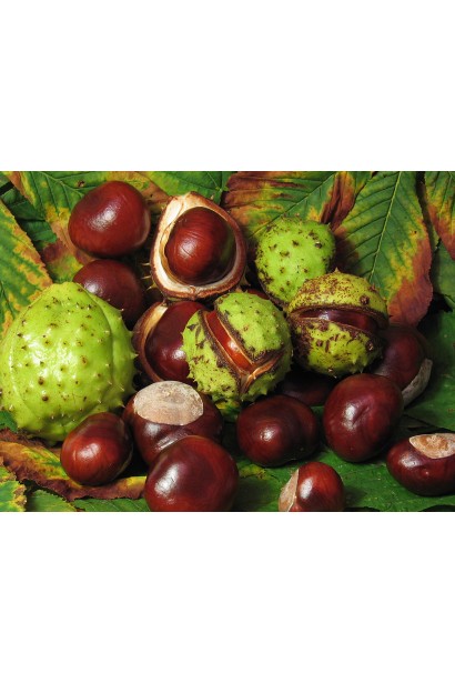 Плоди-каштани в колючій плюсці