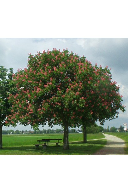 Гіркокаштан червоний Бріоті