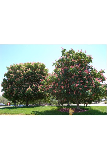 Гіркокаштан червоноквітковий Бріоті