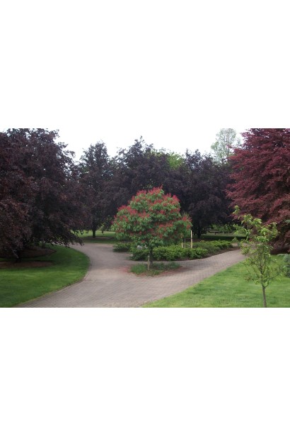 Гіркокаштан Бріоті в ландшафті паркової зони