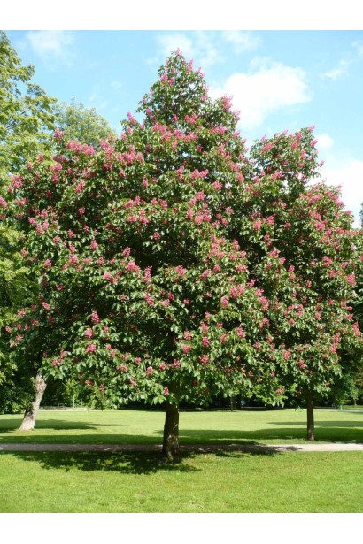Каштан кінський рожевий Бріоті