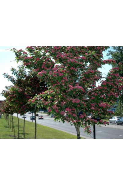 Цвітіння рожевого каштану