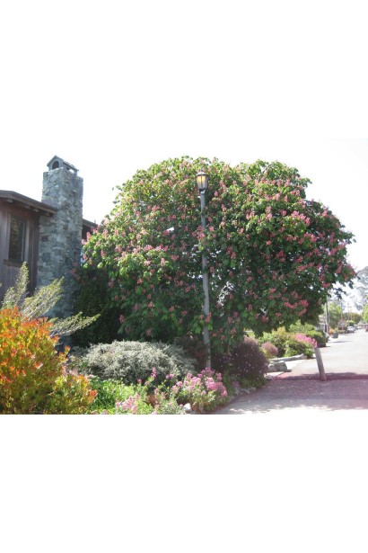 Каштан рожевий Бріоті