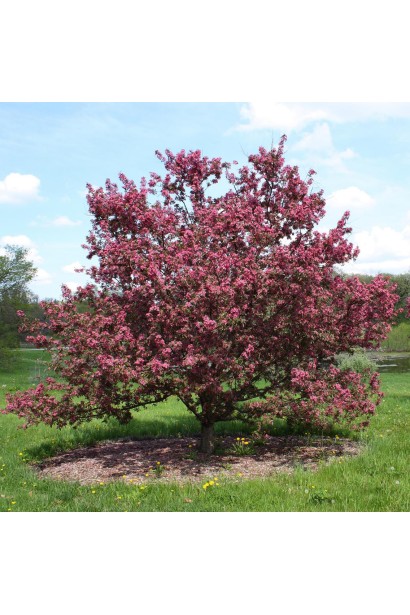 Декоративна райська яблуня для ландшафтного дизайну.