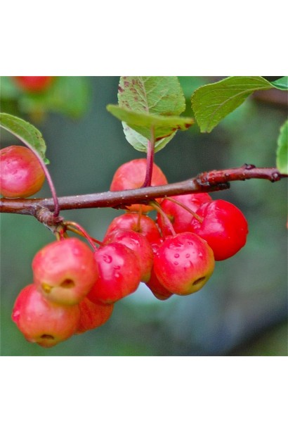 Яблуня райська декоративна