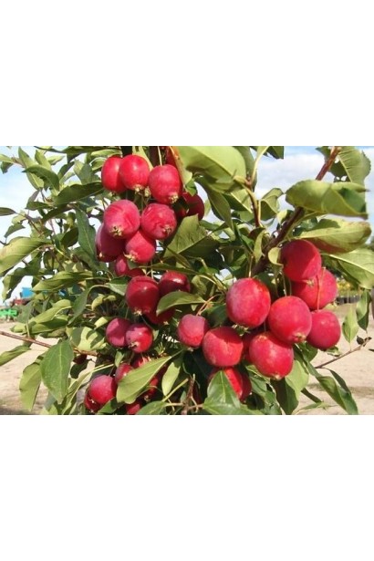 Райська яблуня з яскраво-червоними декоративними яблучками.