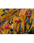 Яблуня райська декоративна | Яблоня райская декоративная | Malus Paradise Apple
