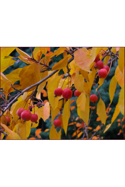 Malus Paradise Apple з плодами, що прикрашають осінній сад.