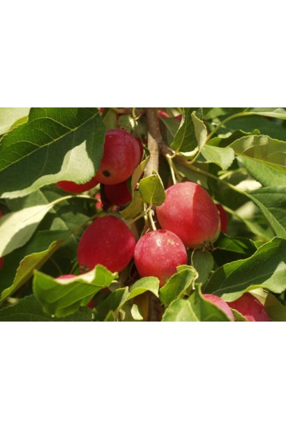 Malus Paradise Apple із запашними квітами та яскравими плодами.