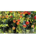 Яблоня райская декоративная | Яблуня райська декоративна | Malus Paradise Apple