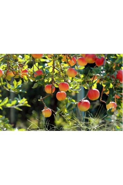 Malus Paradise Apple