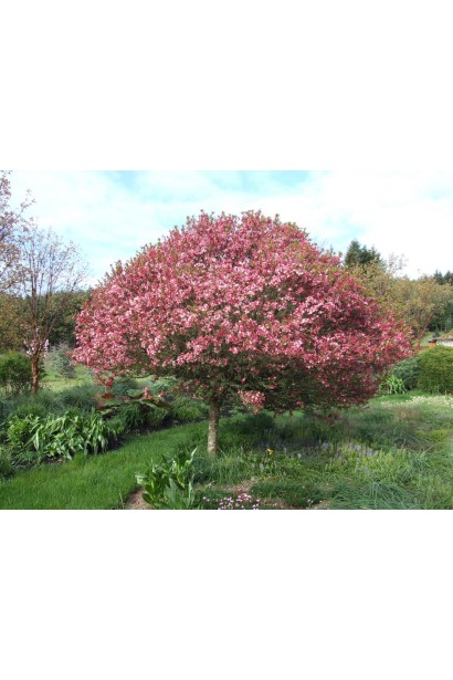 Райська яблуня з дрібними плодами для декору саду.