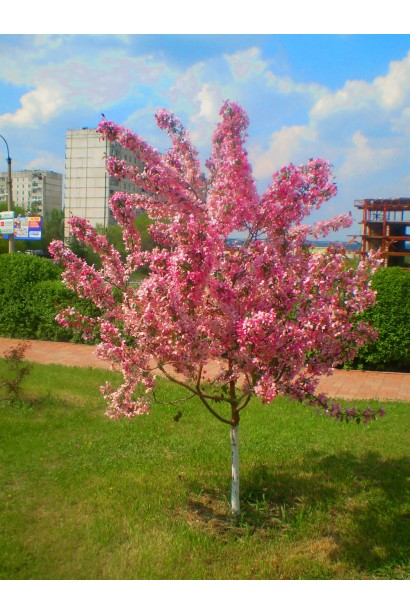 Malus Paradise Apple — прикраса для вашого саду.