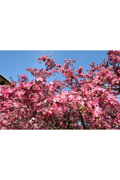 Malus Paradise Apple з яскравими квітами