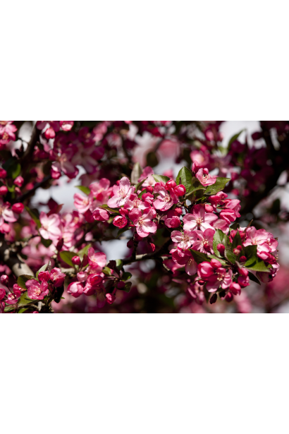 Райська яблуня із дрібними плодами та рожевими квітами.