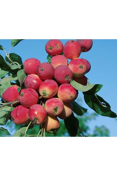 Декоративна яблуня з барвистими плодами.