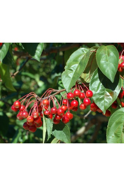 Яблуня райська декоративна