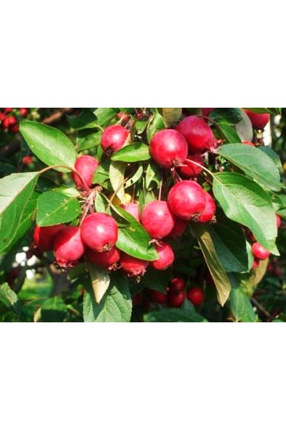 Декоративна райська яблуня з компактною кроною та плодами.