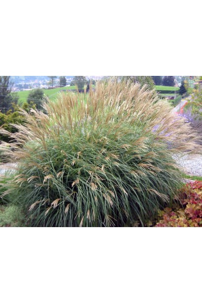 Міскантус китайський Адажіо