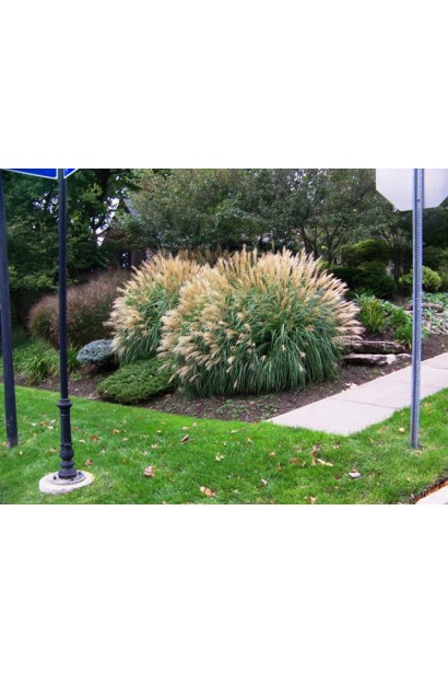 Міскантус Адажіо квітучі кущі в ландшафті