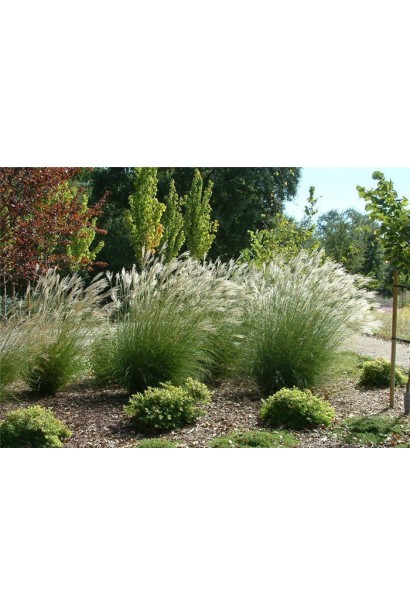 Китайська волотиста трава Адажіо