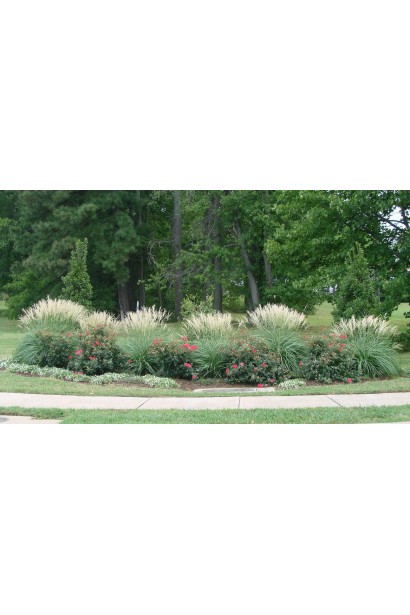 Китайська срібляста трава Адажио на клумбі