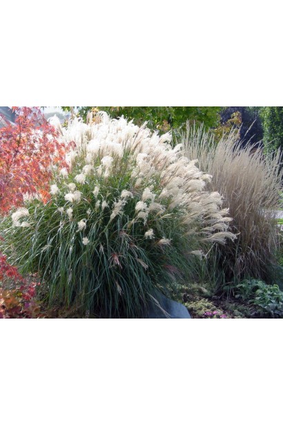 Рясне цвітіння міскантуса Адажіо