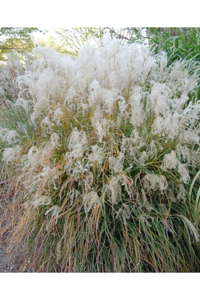 Miscanthus sinensis Adagio