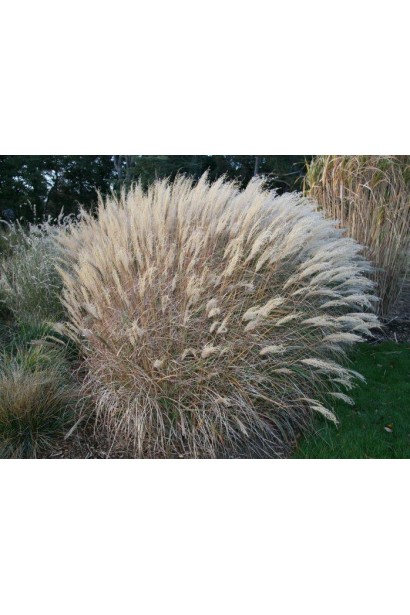 Китайський очерет багаторічний злак