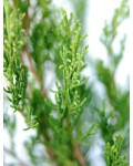 Можжевельник виргинский Канаэрти | Ялівець віргінський Канаерті | Juniperus virginiana Сanaertii
