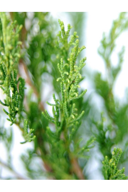 Ялівець віргінський Канаерті молода яскраво-зелена луската хвоя