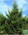 Можжевельник виргинский Канаэрти | Ялівець віргінський Канаерті | Juniperus virginiana Сanaertii