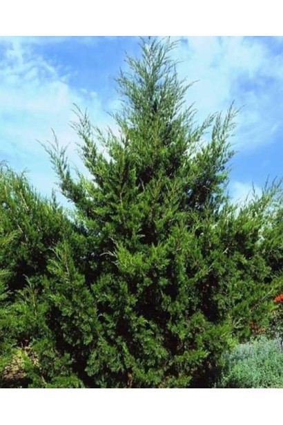 Ялівець Сanaertii 